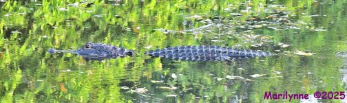 DSC_3900_stitch3_001.JPG