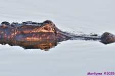 DSC_3909_001.JPG