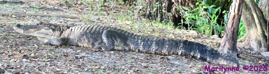 DSC_3940_stitch5_001.JPG