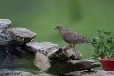 RD5_2839-Edit.jpg