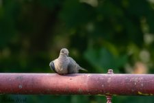 RD5_5570-Edit.jpg