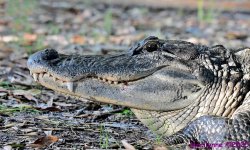 DSC_3953_stitch_001.JPG