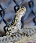 DSC_3957_001.JPG