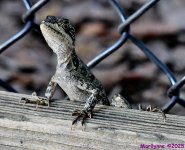 DSC_3962_001.JPG