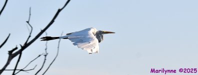 DSC_3967_001.JPG