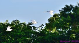 DSC_3970_001.JPG