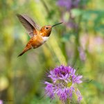 RufousFlower-241.jpg