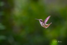DSC_9621-topaz-rawdenoise-2.jpg
