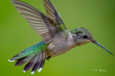 DSC_0067-2.jpg