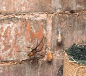 Giant House Spider.jpg