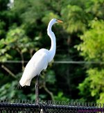 DSC_3973_001.JPG