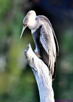 DSC_3988_001.JPG