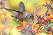 Hummer-250.jpg