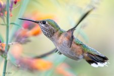 Hummer-251.jpg