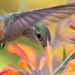 Hummer-252.jpg