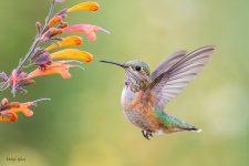 HummerHover-242.jpg