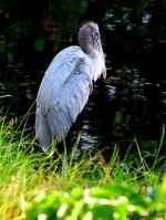 DSC_4087_001.JPG