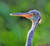 DSC_4098_001.JPG