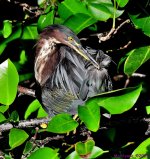 DSC_4109_001.JPG