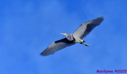 DSC_4136_stitch_001.JPG