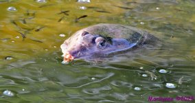 DSC_4160_001.JPG