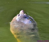 DSC_4170_001.JPG