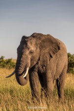 mara_18d3_7796_bryanpereira.jpg