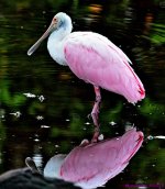 DSC_4256_stitch_001.JPG