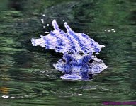 DSC_4287_001.JPG
