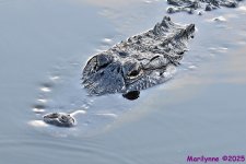 DSC_4291_001.JPG