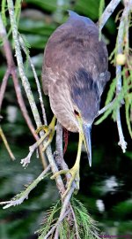 DSC_4294_001.JPG