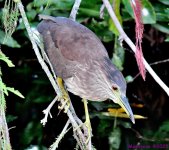 DSC_4299_001.JPG