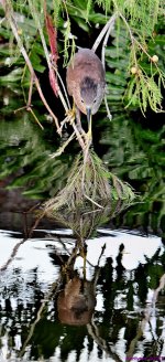 DSC_4314_stitch4_001.JPG