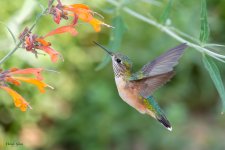 Hummer-257.jpg