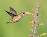 Hummer-258.jpg