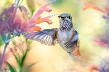 Hummer-259.jpg