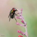 Fly-259.jpg