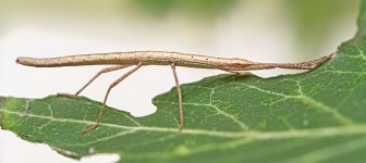 Stick_11-08-2025.jpg