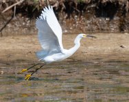 SnowyTakeoff-259.jpg