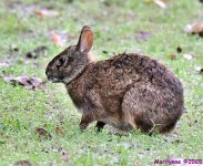 DSC_4354_001.JPG