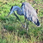 DSC_4384_stitch3_001.JPG