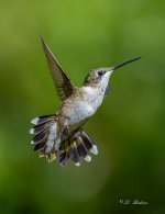 DSC_2926.jpg