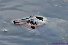 DSC_4513_001.JPG