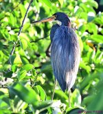 DSC_4528_001.JPG