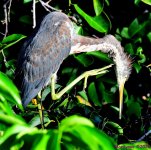 DSC_4625_001.JPG