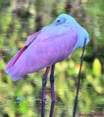DSC_4659_001.JPG