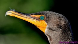 DSC_4675_001.JPG