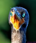 DSC_4677_001.JPG