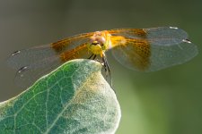 DFLeaf-259.jpg
