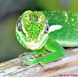 DSC_4688_001.JPG